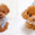 miniature-poodle-dogs