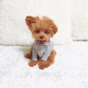 miniature-poodle-dogs-2