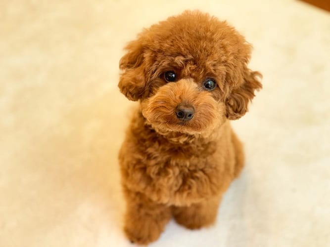 how do you take care of a miniature poodle