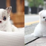 cutest-dog-breeds