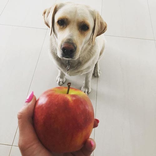 dog-eat-apple-human-foods-that-are-good-for-dogs