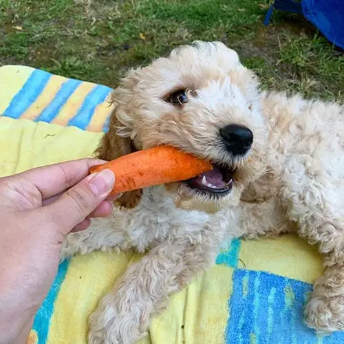 dog-eat-carrot-human-foods-that-are-good-for-dogs