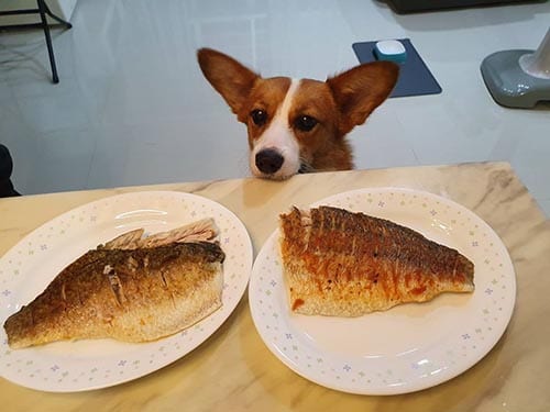 dog-eat-fish-human-foods-that-are-good-for-dogs