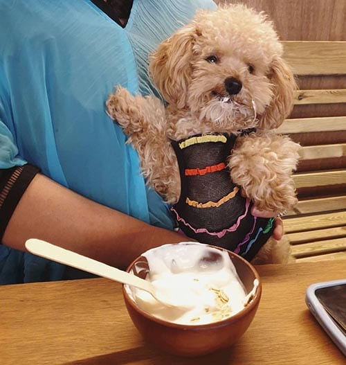 dog-eat-yogurt-human-foods-that-are-good-for-dogs