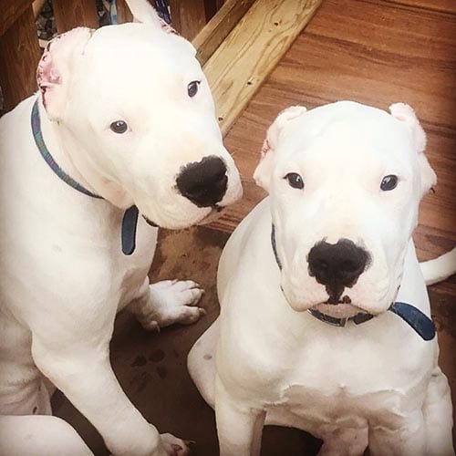 dogo-argentino-white-dog-breeds
