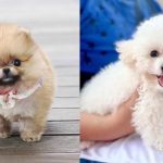 how-to-find-the-best-dog-breed-for-you
