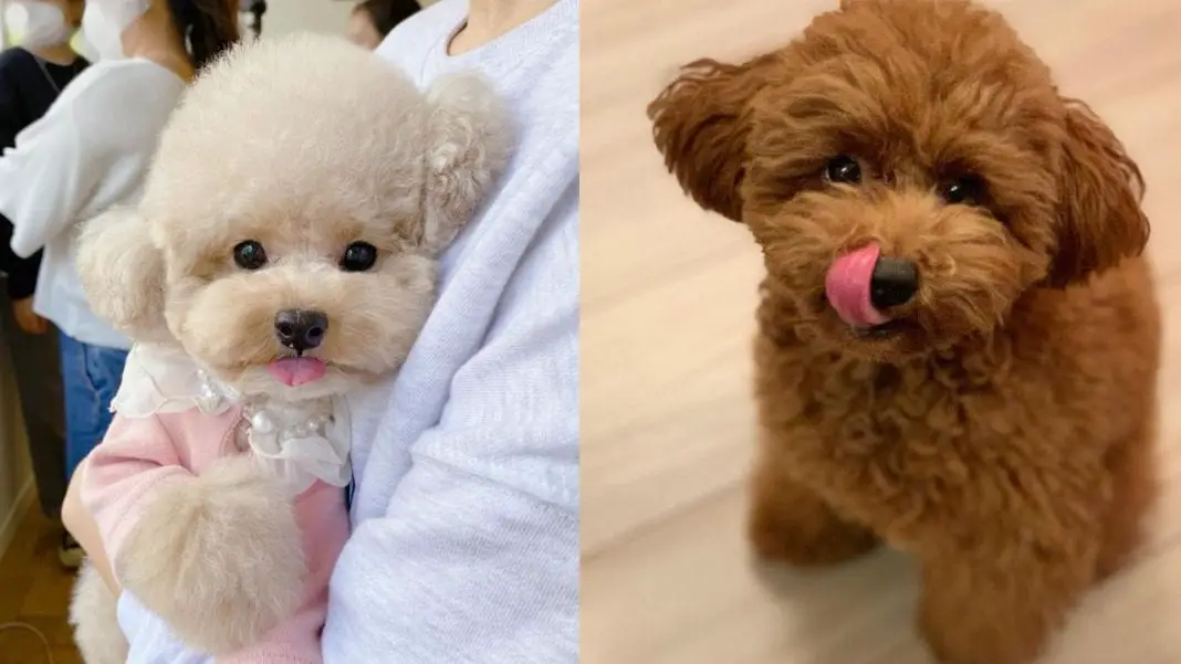 7 Human Foods That Are Good For Dogs 24 human-foods-that-are-good-for-dogs