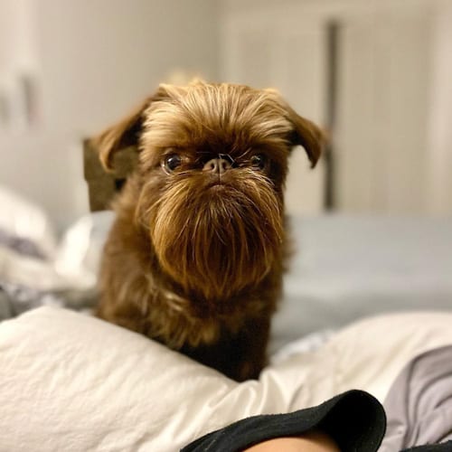 brussels-griffon-wire-haired-dog-breeds