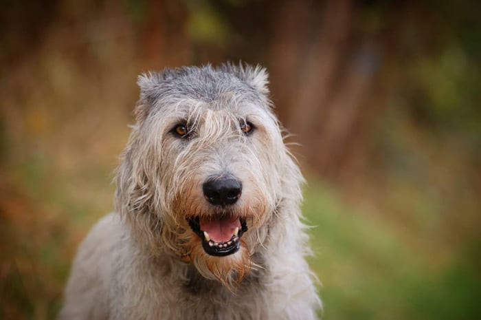 irish-wolfhound-wire-haired-dog-breeds