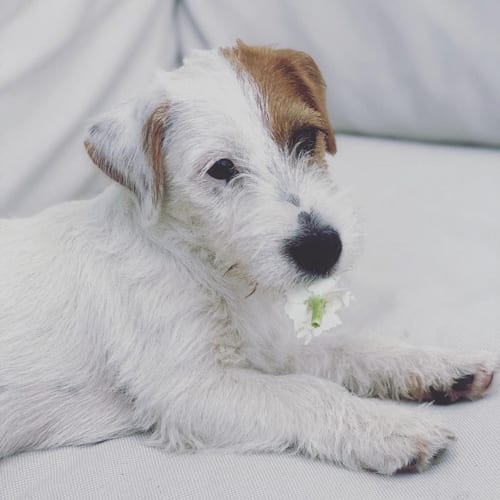 jack-russel-wire-haired-dog-breeds
