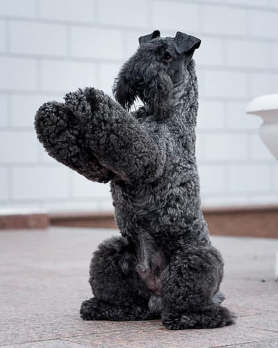 kerry-blue-terrier-wire-haired-dog-breeds