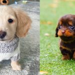 miniature-dachshund-dog