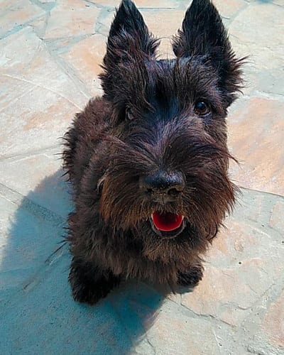 scottish-terrier-wire-haired-dog-breeds