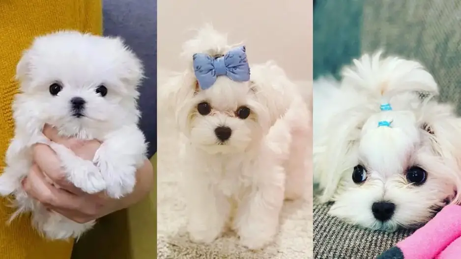 at what age do maltese stop growing