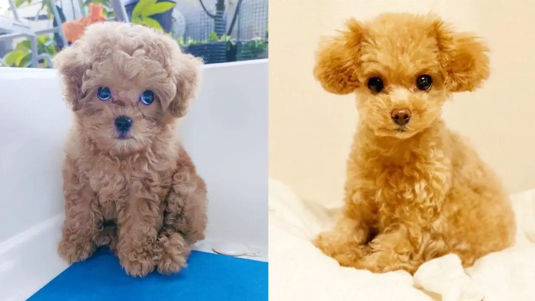 toy-poodle-amazing-facts