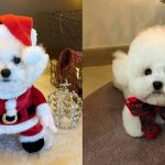 best-dog-christmas-gifts