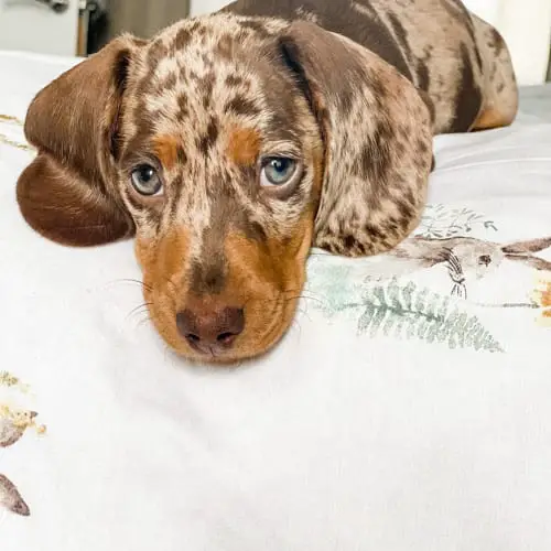 blue-eyes-dachshund