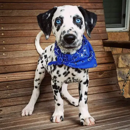 blue-eyes-dalmatian