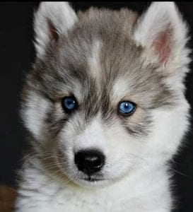 16 Cutest Dog Breeds With Blue Eyes | Puppies Club