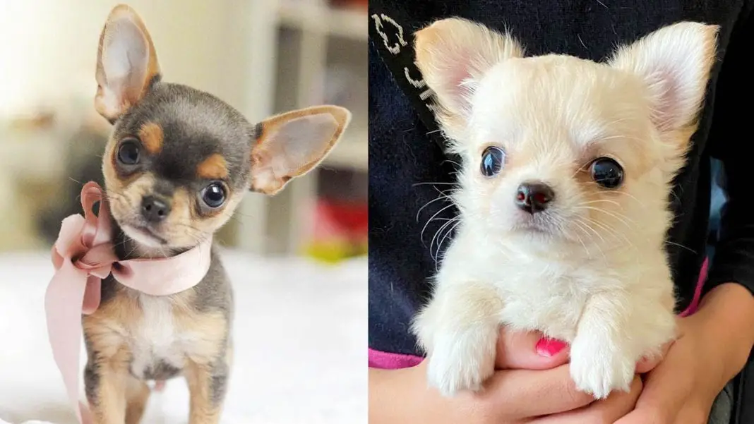 chihuahua-dogs-puppies