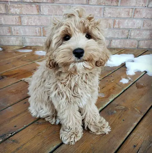 Are cockapoos aggressive dogs