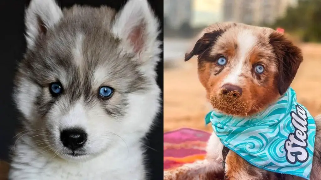 dog-breeds-with-blue-eyes