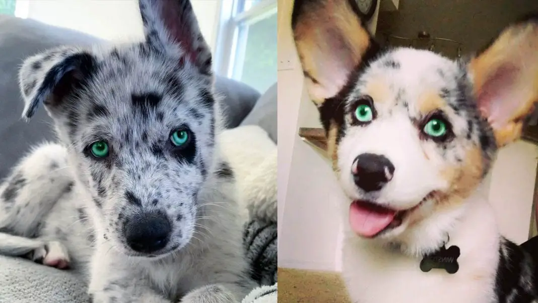 dogs-with-green-eyes
