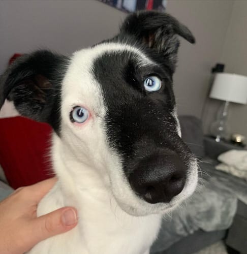 Dogs,green,eyes,Science,behind,dog,eye,color