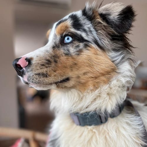 Dogs,green,eyes,Science,behind,dog,eye,color