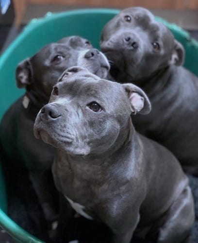 Dogs,green,eyes,Science,behind,dog,eye,color