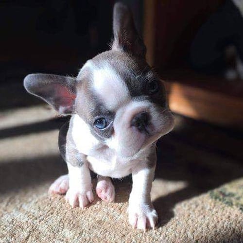 small-guard-dogs-boston-terrier