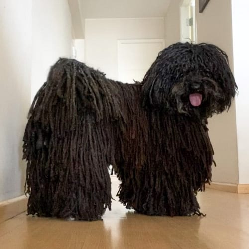 small-guard-dogs-puli