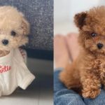 benefits-of-having-a-toy-poodle-dog