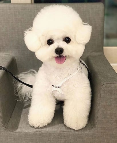 bichon-frise-dogs