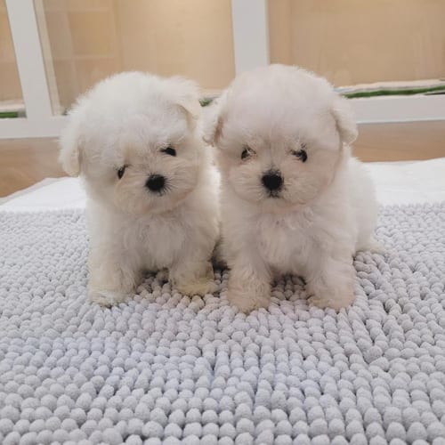 bichon-frise-dogs