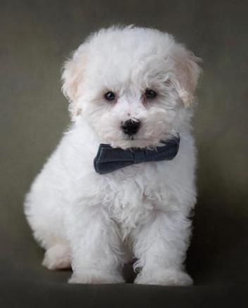 15 Dog Breeds With Curly Hair | Puppies Club
