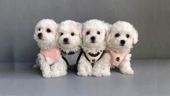 are bichon frise dogs barkers