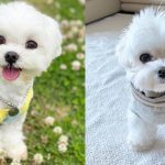 All You Need to Know About Maltese Dog Breed 1