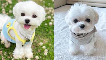 Maltese | 18 Amazing Facts About Cutest Maltese Dog Breed