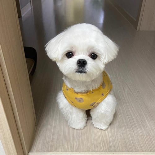low-shedding-small-dogs-maltese