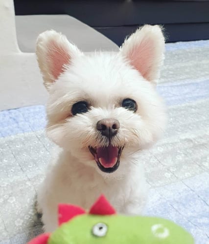 maltipom-maltese-pomeranian-mix