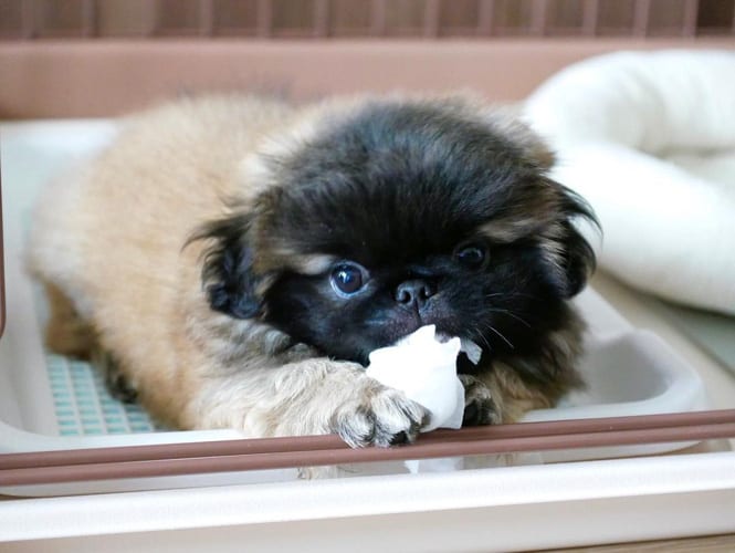 miniature-pekingese-dog