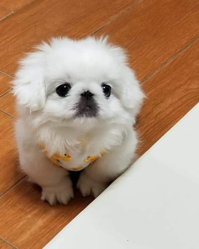 miniature-pekingese-dog