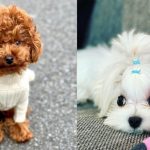 reasons-to-adopt-a-dog