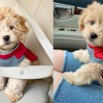 Shih-Poo | Cutest Shih Tzu Poodle Mix Dogs 3
