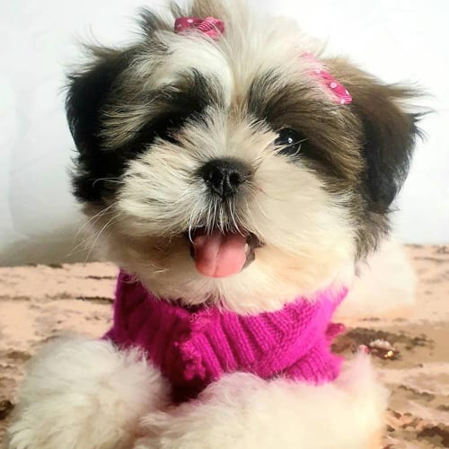 Shih-Poo | Cutest Shih Tzu Poodle Mix Dogs 1