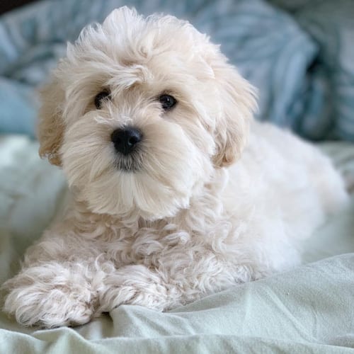 teacup shih tzu poodle mix