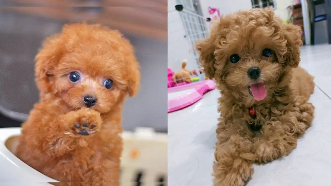 Toy Poodle Colors | Complete List of All Recognized Coat ...