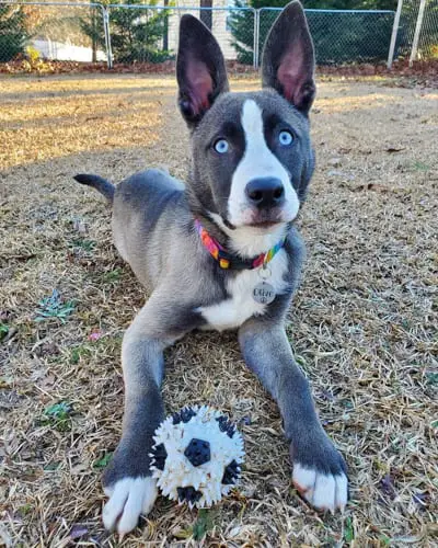 18 Cutest Mixed Breed Dogs You'll Fall in Love With 2