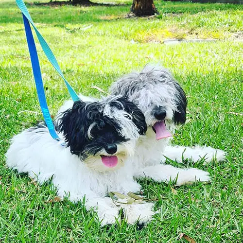 chinese-crested-energetic-small-dogs